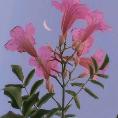 梦幻金字塔官方版下载